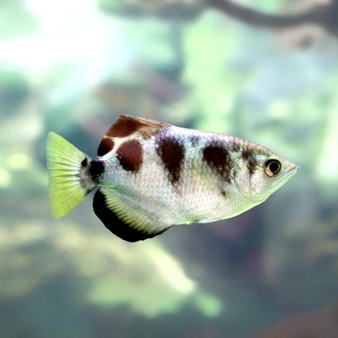 ಅಕ್ವೇರಿಯಂ ಲೈವ್ ಮೀನು | ಆರ್ಚರ್ ಫಿಶ್ ಗಾತ್ರ 2" | ಏಕ