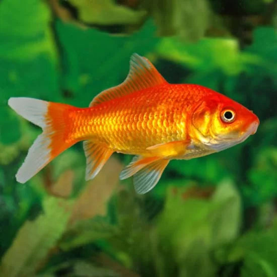 Gold Fish (5-6 cms) - Single