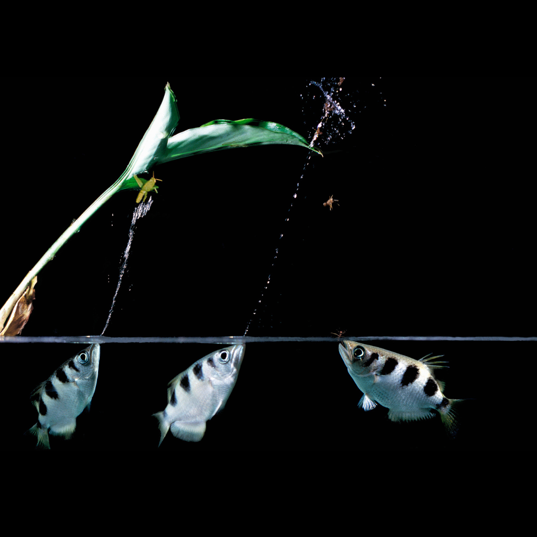 ಅಕ್ವೇರಿಯಂ ಲೈವ್ ಮೀನು | ಆರ್ಚರ್ ಫಿಶ್ ಗಾತ್ರ 2" | ಏಕ