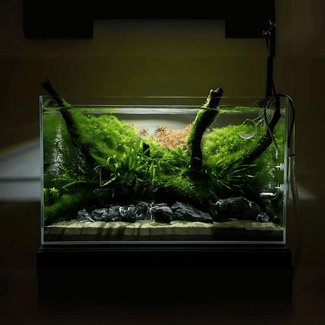 Customized Ultra Clear Open Tank (L*W*H = 60*40*40 Cms) | 8mm