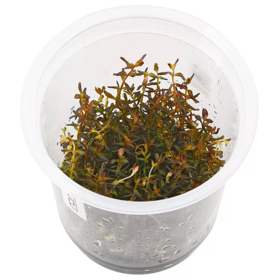 ADA IC010 Rotala Macrandra | TC Live Plant