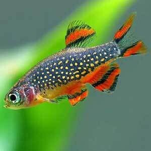Micro Galaxy Rasbora Planted Tank Fish - Single