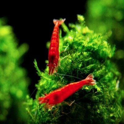 Live Fish Shrimp Bloody Mary Red | Single