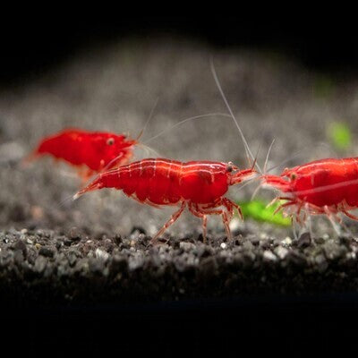 Live Fish Shrimp Bloody Mary Red | Single