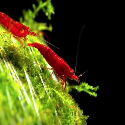 Live Fish Shrimp Bloody Mary Red | Single