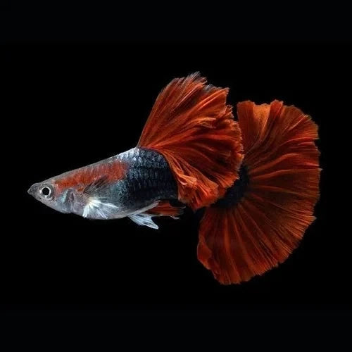 Guppy HB Red Rose