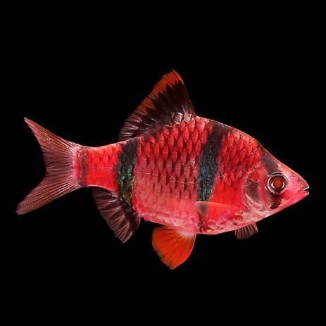 Red Tiger Barb (3 Cms) - Single