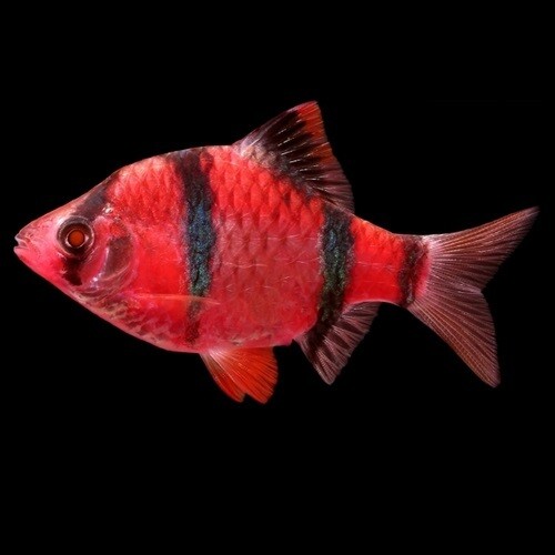 Red Tiger Barb (3 Cms) - Single