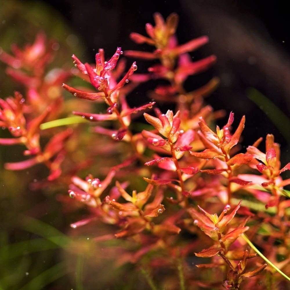 ADA IC010 Rotala Macrandra | TC Live Plant