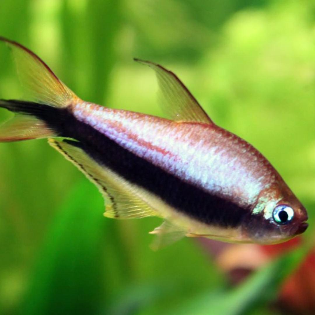 Live Fish Purple Emperor Tetra | Single