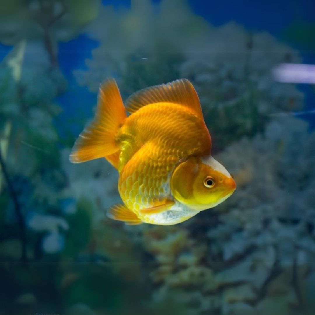 Ryukin Gold Fish (3 Inches) | Single