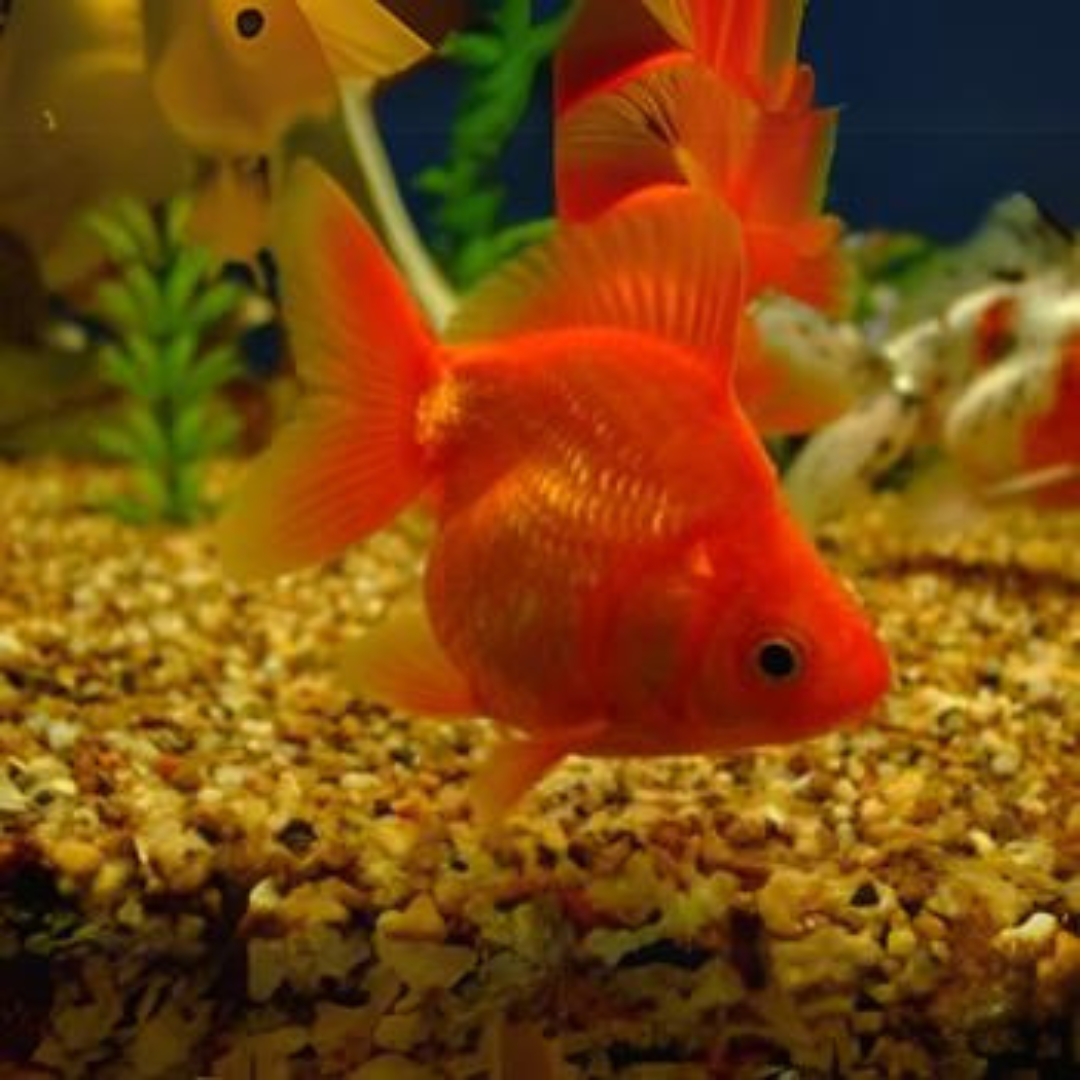 Ryukin Gold Fish (3 Inches) | Single