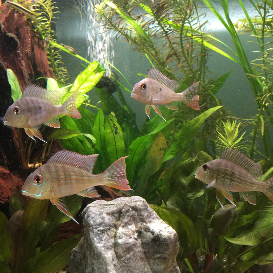 Geophagus Red Head Tapajos (7-8 Cms) Single