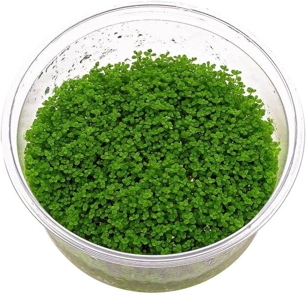 ADA IC008 ಹೆಮಿಯಾಂತಸ್ ಕ್ಯಾಲಿಟ್ರಿಕೋಯಿಡ್ಸ್ ಕ್ಯೂಬಾ | ಅಕ್ವೇರಿಯಂ ಲೈವ್ ಸಸ್ಯಗಳು