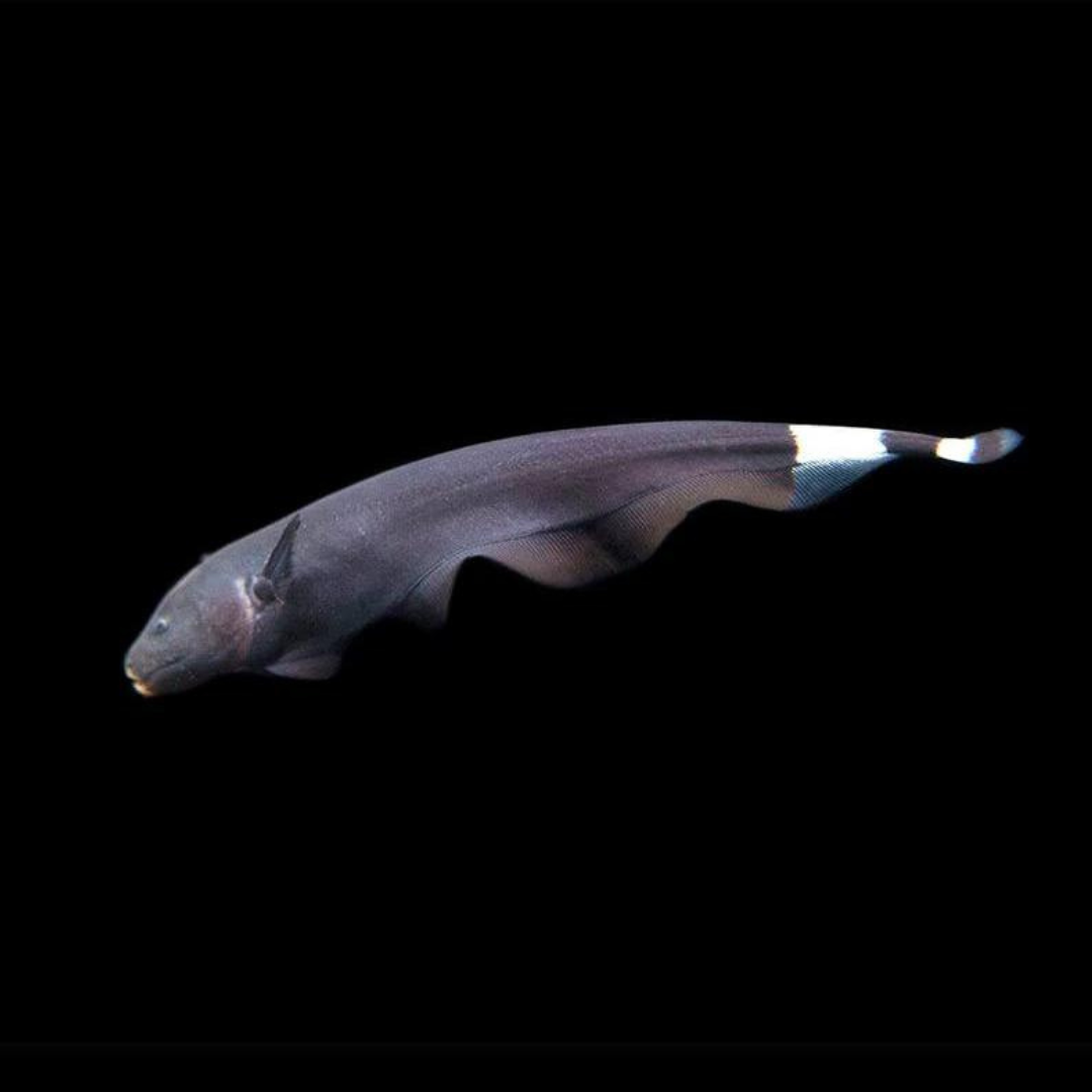 Ghost Knifefish (7-8 Cms) | Single