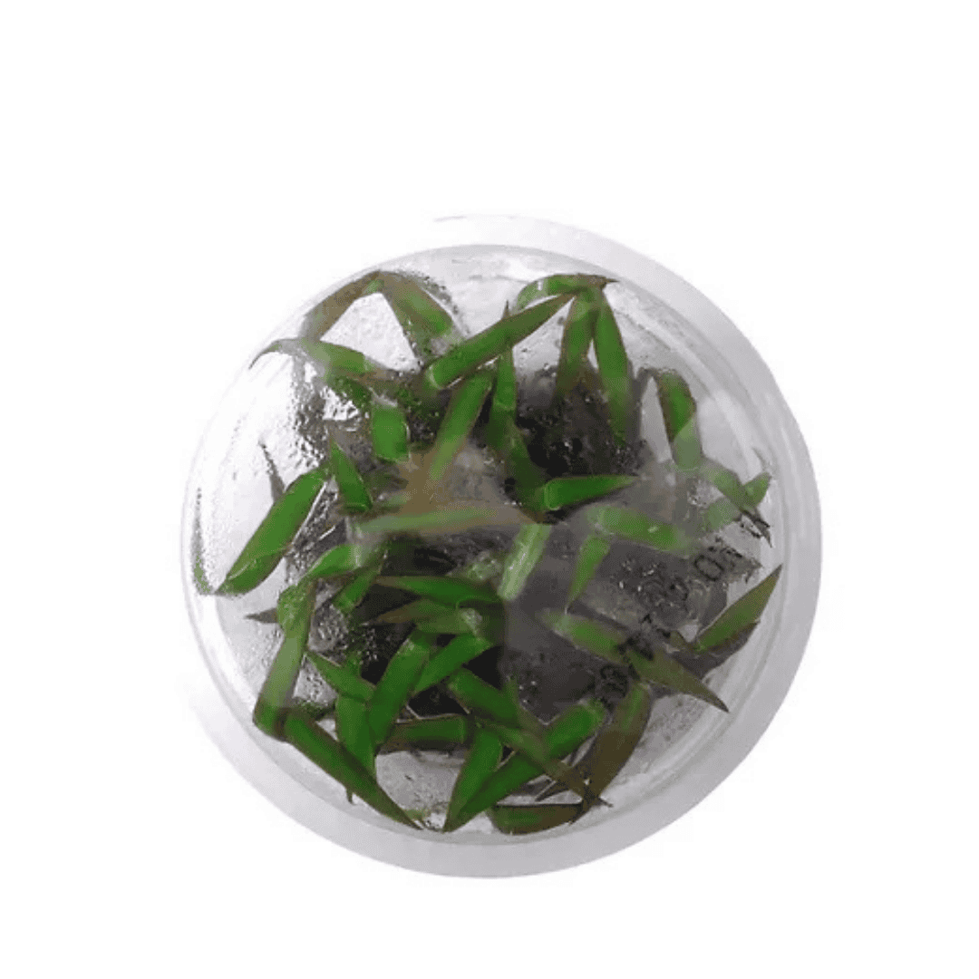 Sreepadma D82 Cryptocoryne Spiralis Jwala | TC Live Plant