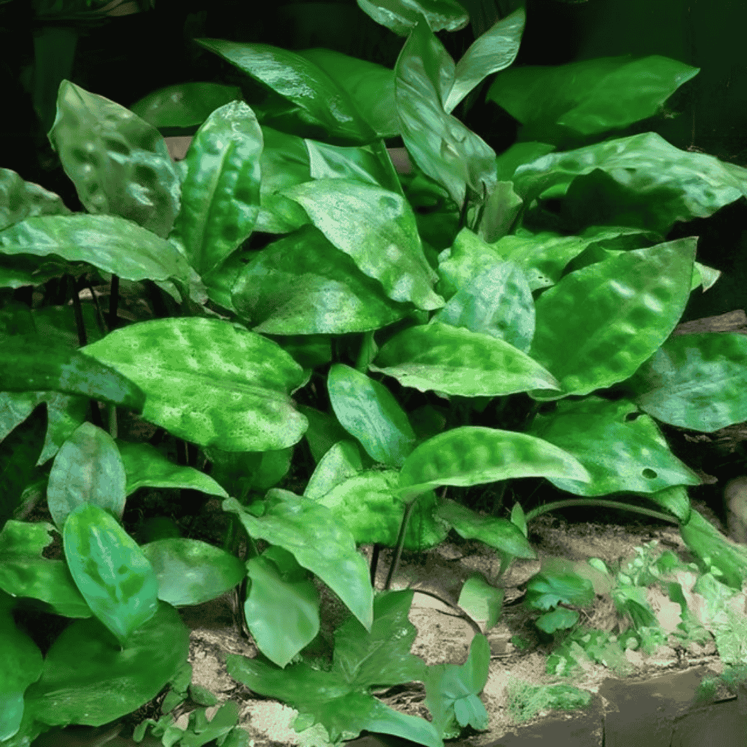 Sreepadma D10 Cryptocoryne pontederiifolia | TC Live Plant