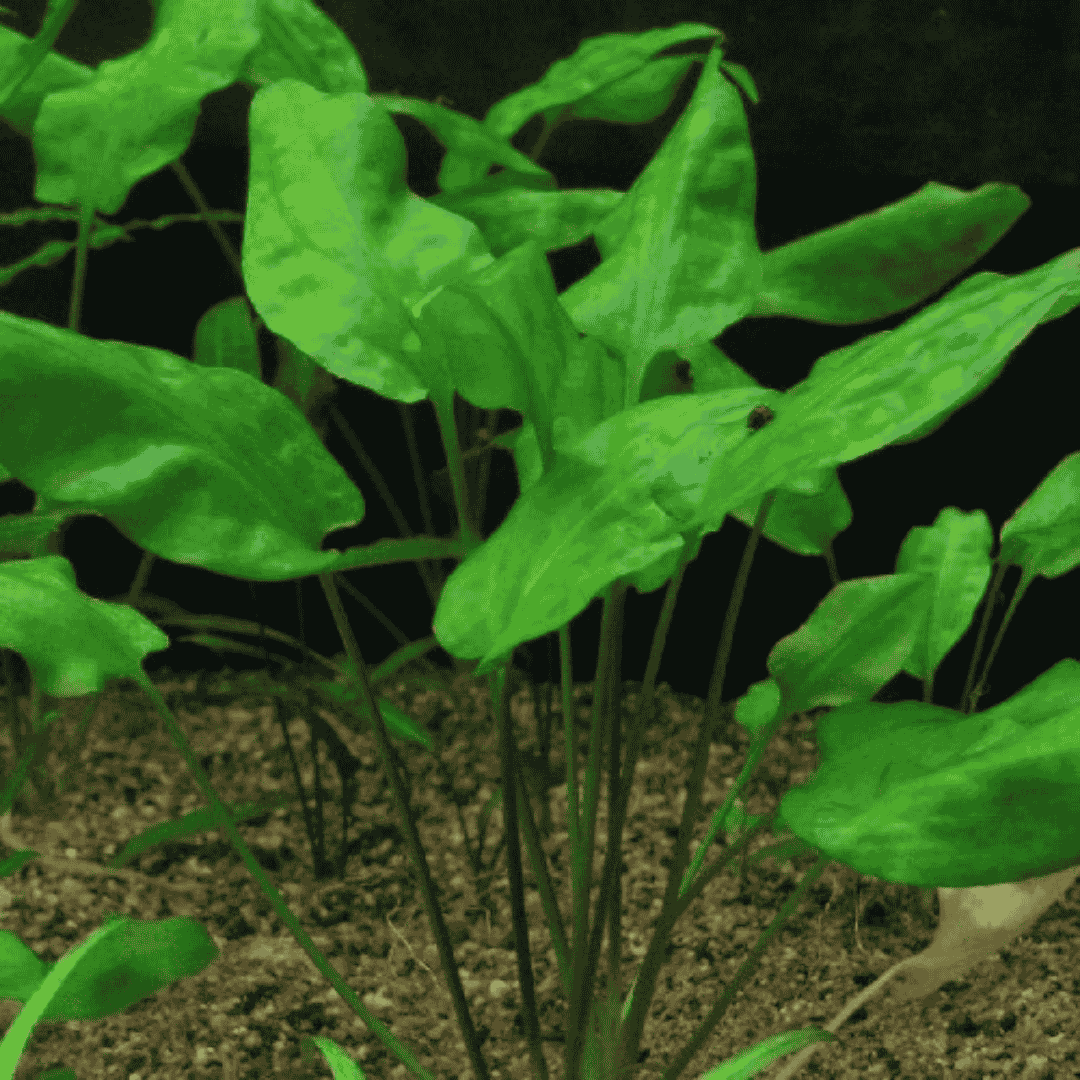 Sreepadma D10 Cryptocoryne pontederiifolia | TC Live Plant