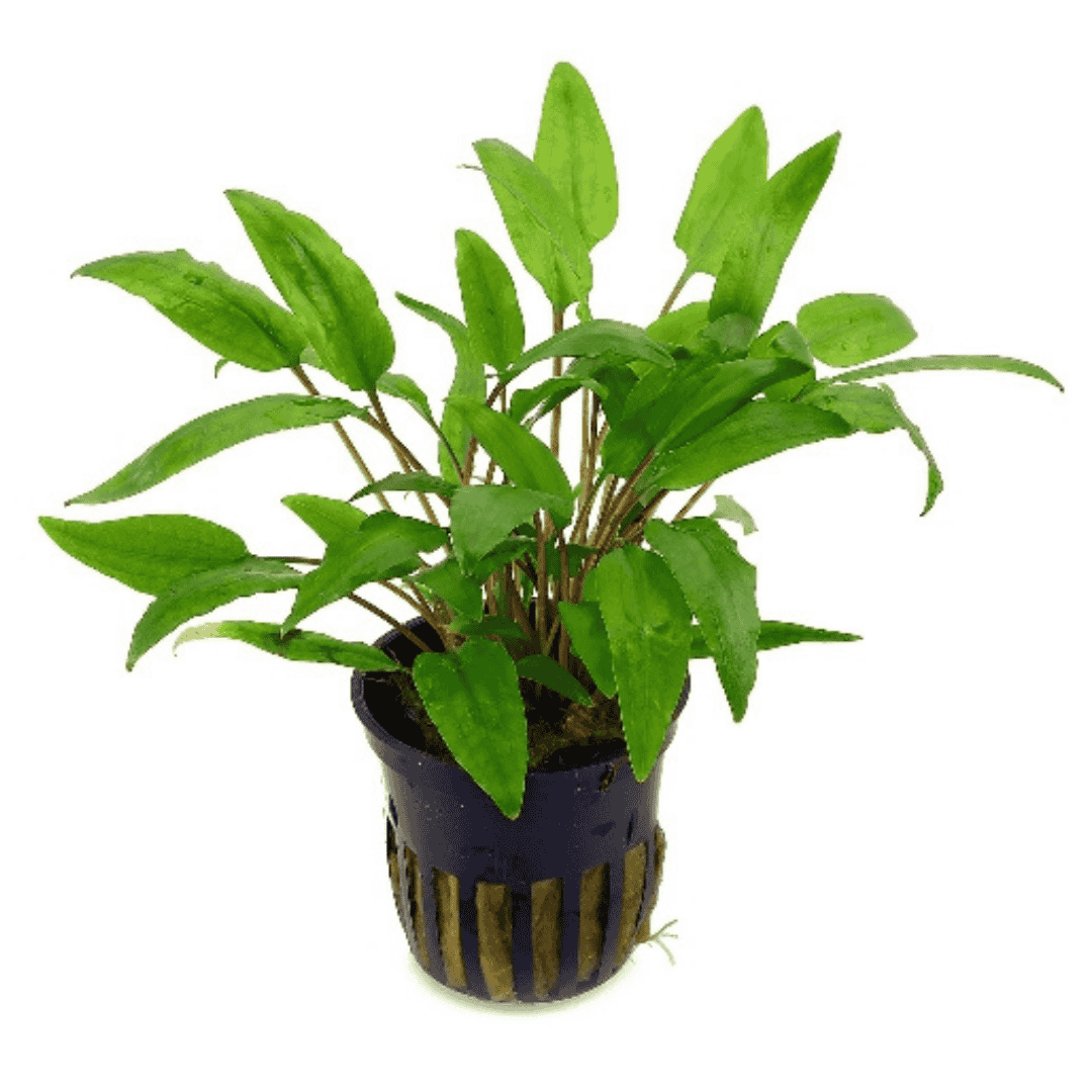 ADA IC092 Cryptcoryne Wendetii Green | TC Live Plant