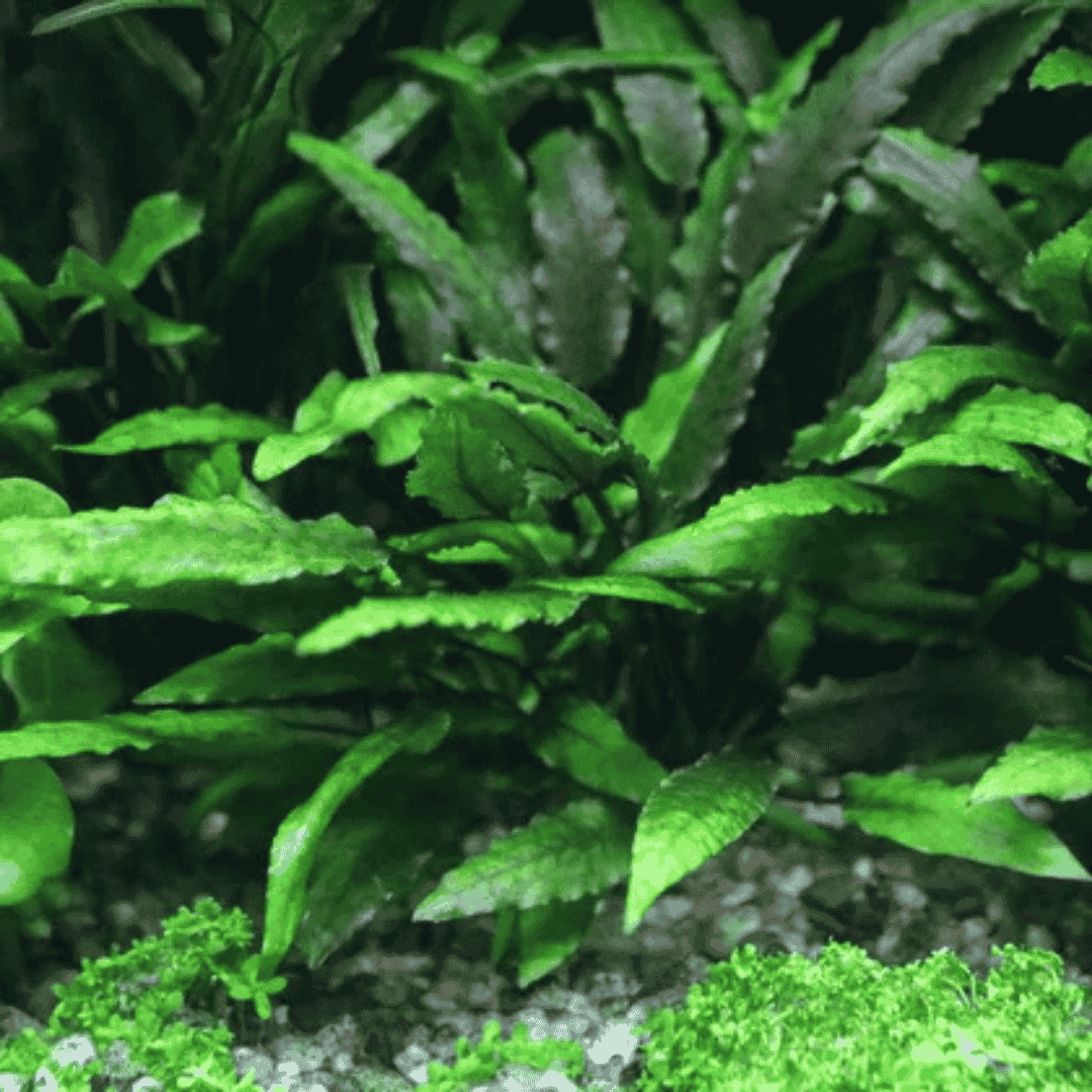 ADA IC092 Cryptcoryne Wendetii Green | TC Live Plant