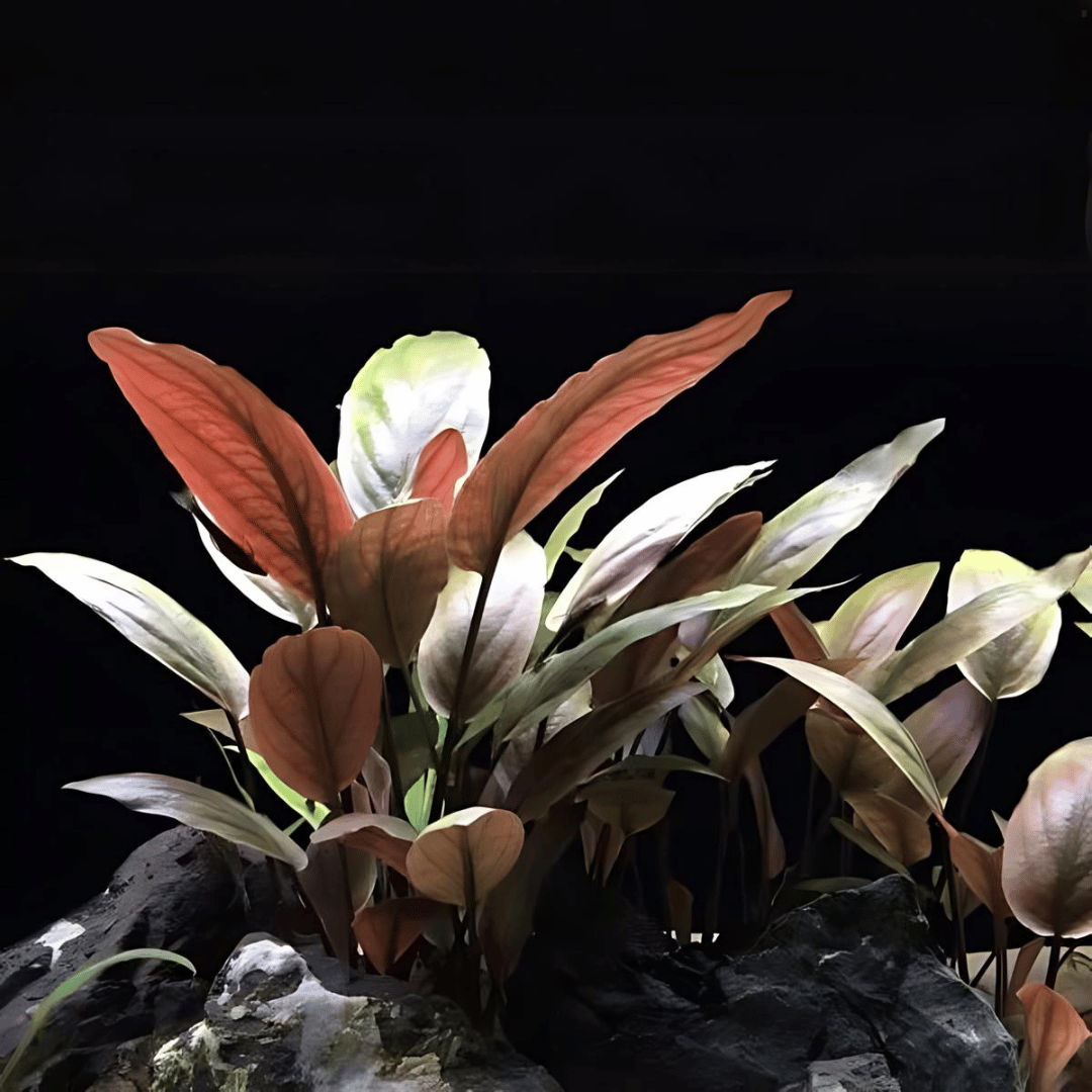 ADA IC217 Lagenandra Meeboldii Red | TC Live Plant