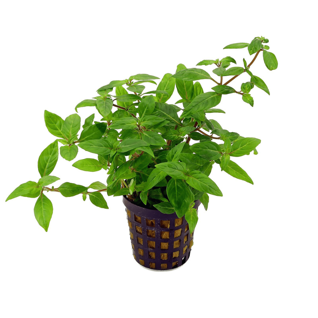 ADA IC366 | ಸ್ಟೌರೋಜಿನ್ ಪೋರ್ಟೊ ವೆಲ್ಹೋ "ಮಾನೌಸ್" | ಅಕ್ವೇರಿಯಂ ಲೈವ್ ಸಸ್ಯಗಳು