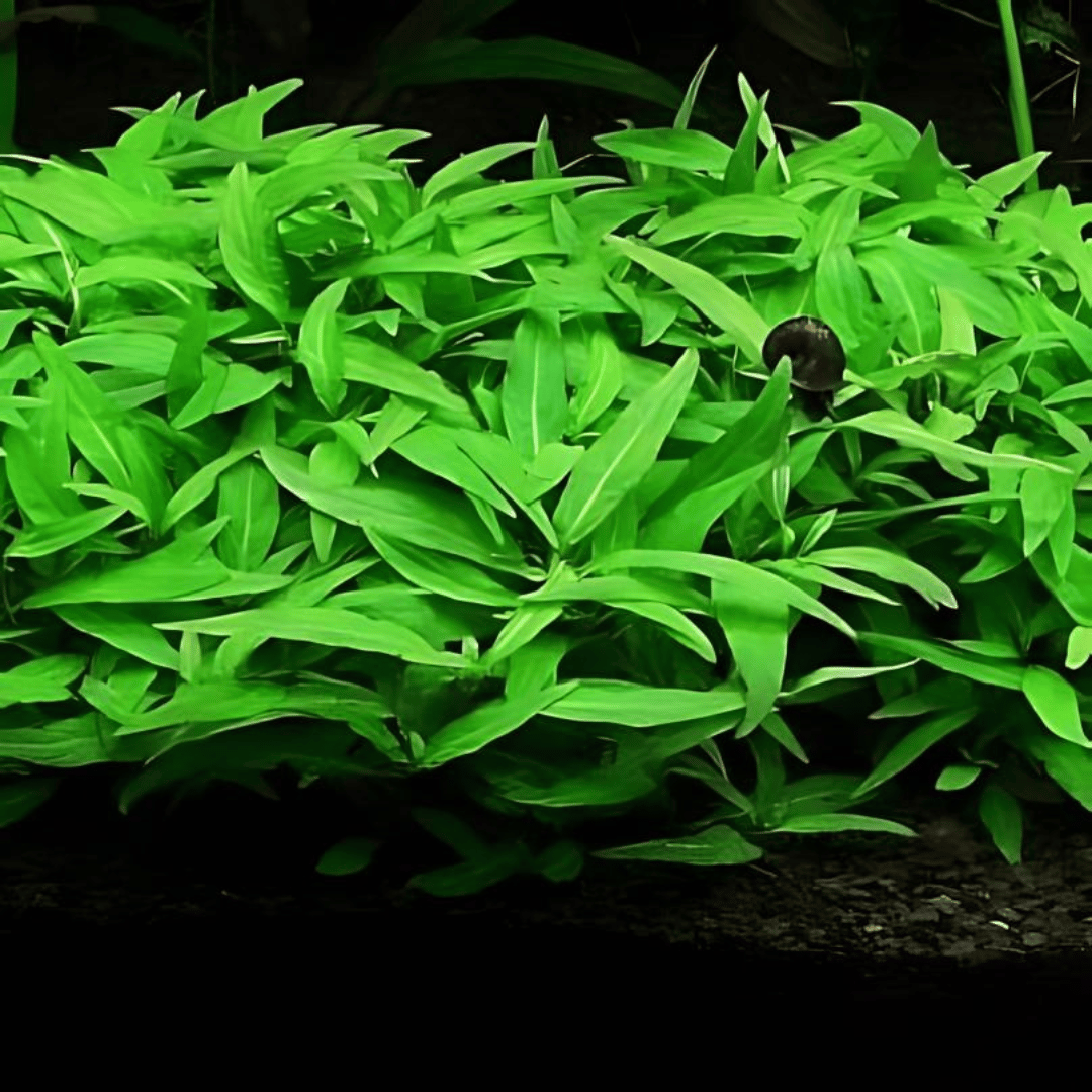 ADA IC366 | ಸ್ಟೌರೋಜಿನ್ ಪೋರ್ಟೊ ವೆಲ್ಹೋ "ಮಾನೌಸ್" | ಅಕ್ವೇರಿಯಂ ಲೈವ್ ಸಸ್ಯಗಳು