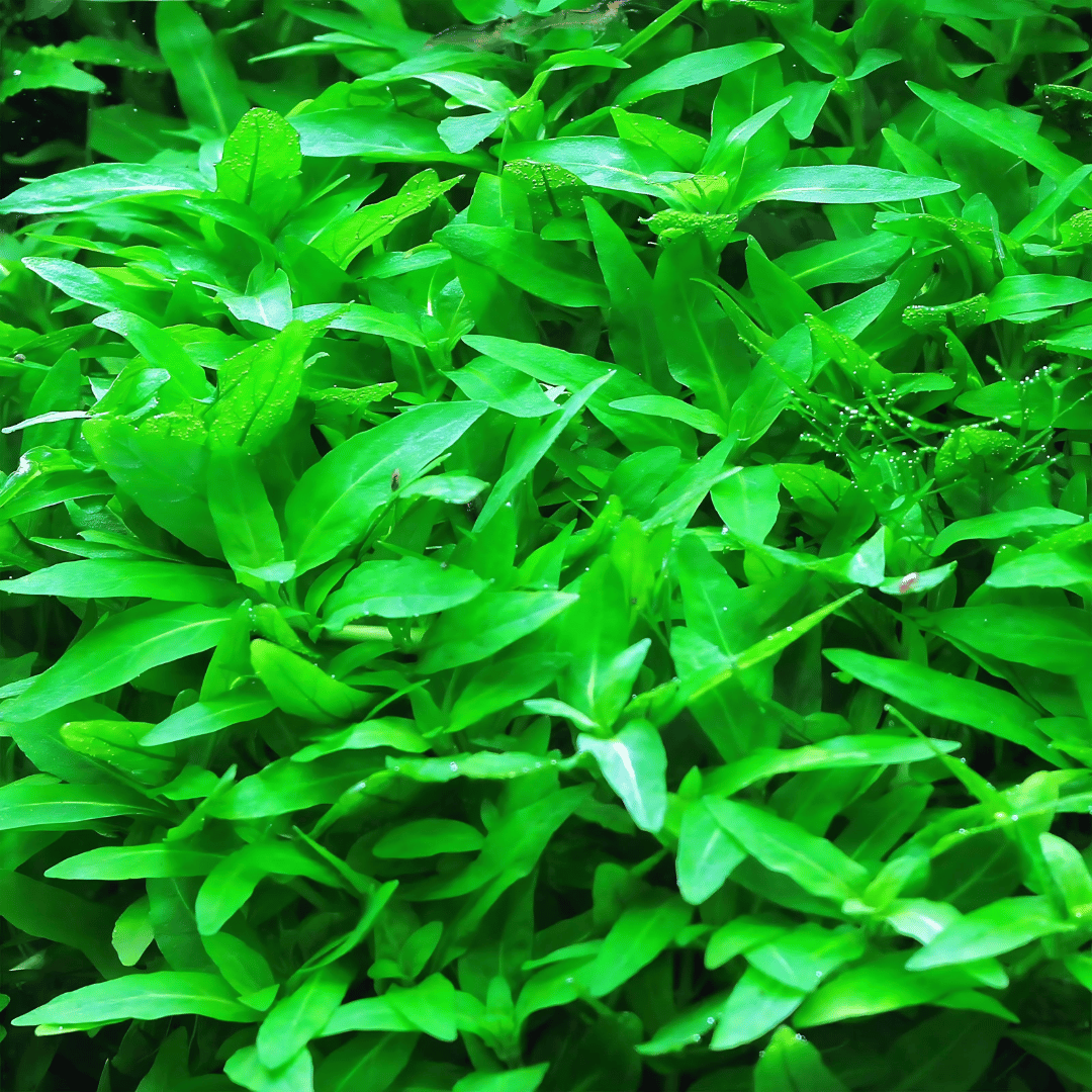 ADA IC030 Staurogyne Repens | TC Live Plant