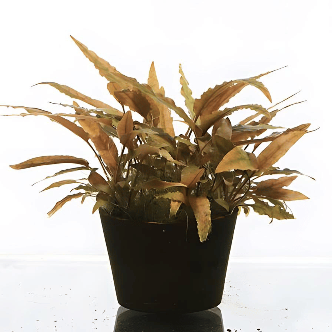 ADA IC090 Cryptocoryne Axelrodi | TC Live Plant