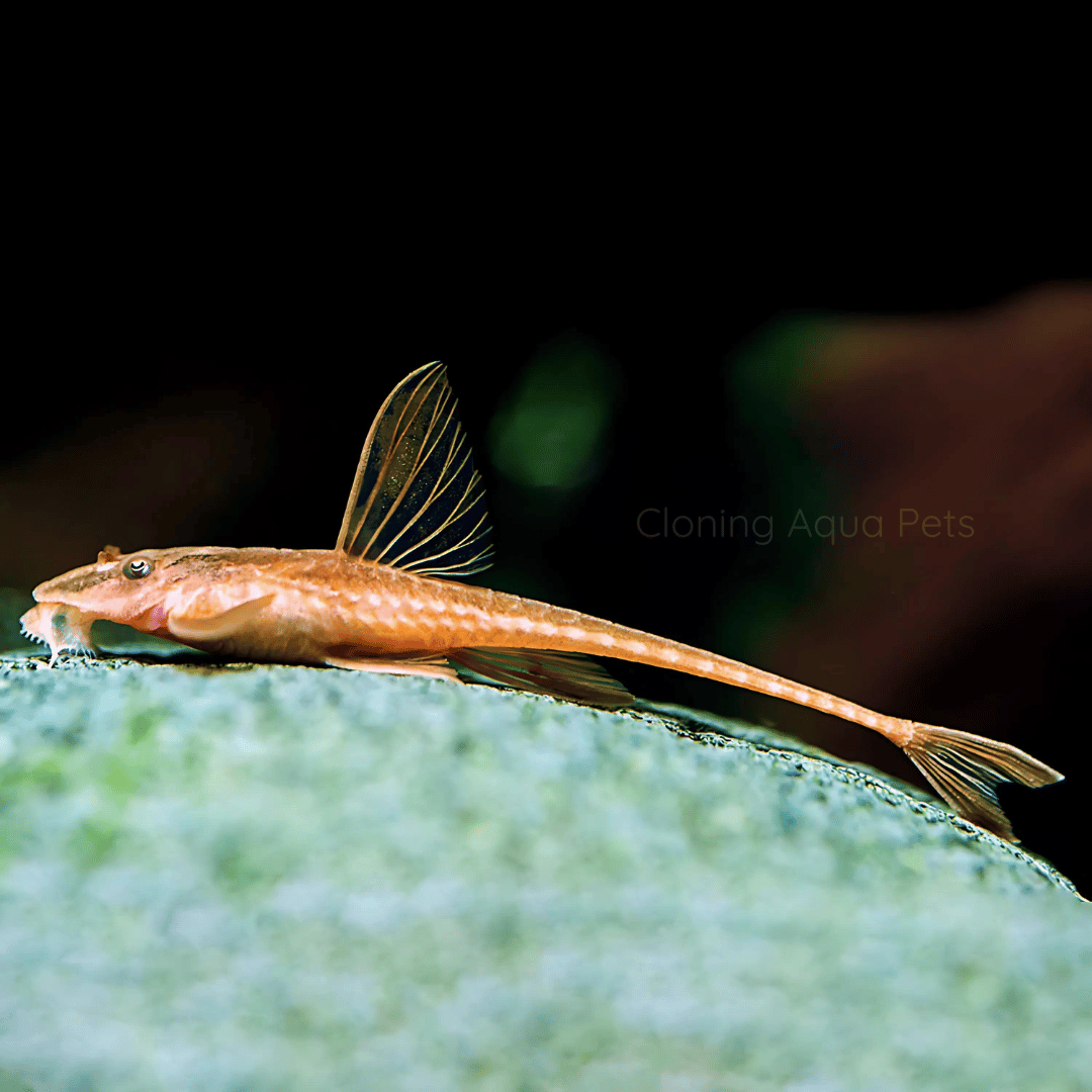 Algae Eater Red Lizard Whiptail Catfish (2.5 to 3 Cms) | Single
