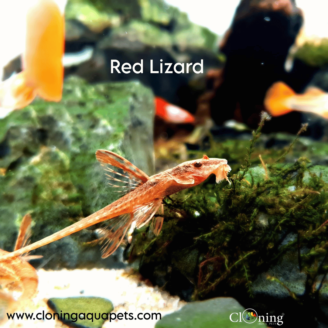 Algae Eater Red Lizard Whiptail Catfish (2.5 to 3 Cms) | Single