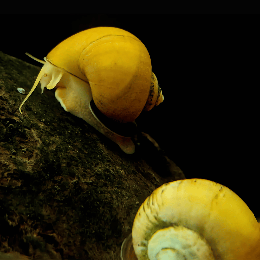 Algae Eater Apple Snail Small