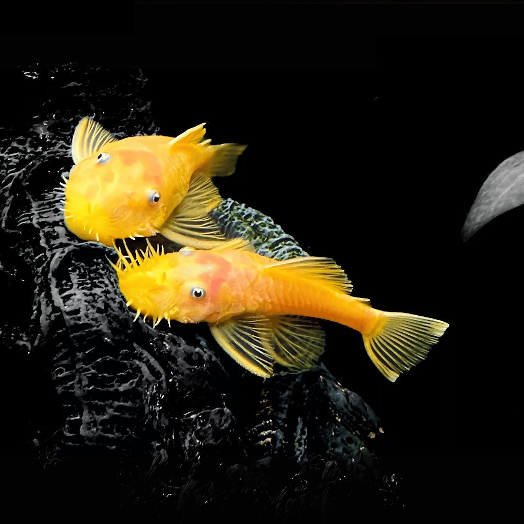 Algae Eater Bristle Nose Short Tail Golden Pleco (2.5-3.5 cm)