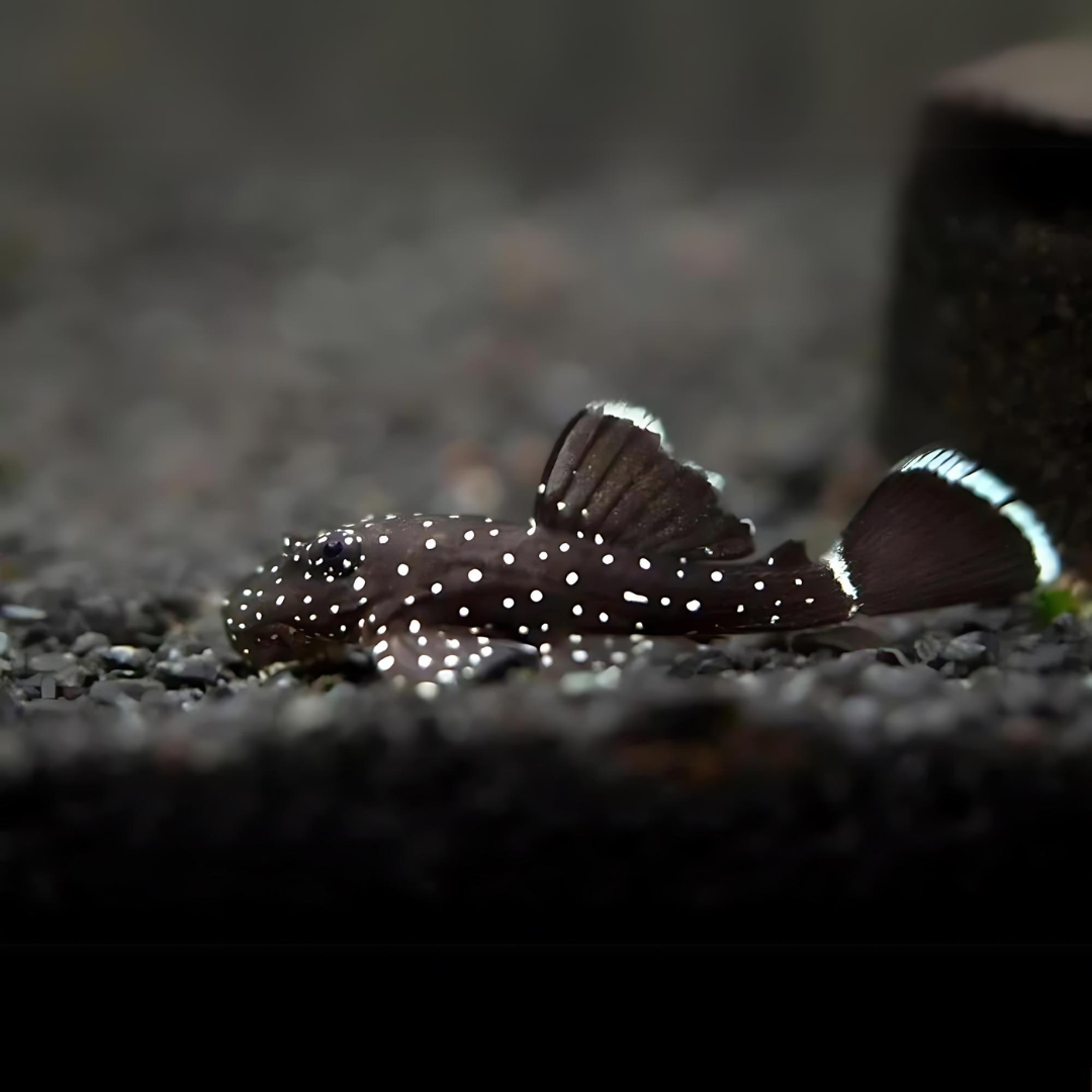 Algae Eater Star light Pleco (3-4 cms) | Single