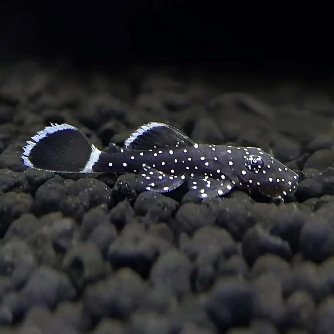 Algae Eater Star light Pleco (3-4 cms) | Single