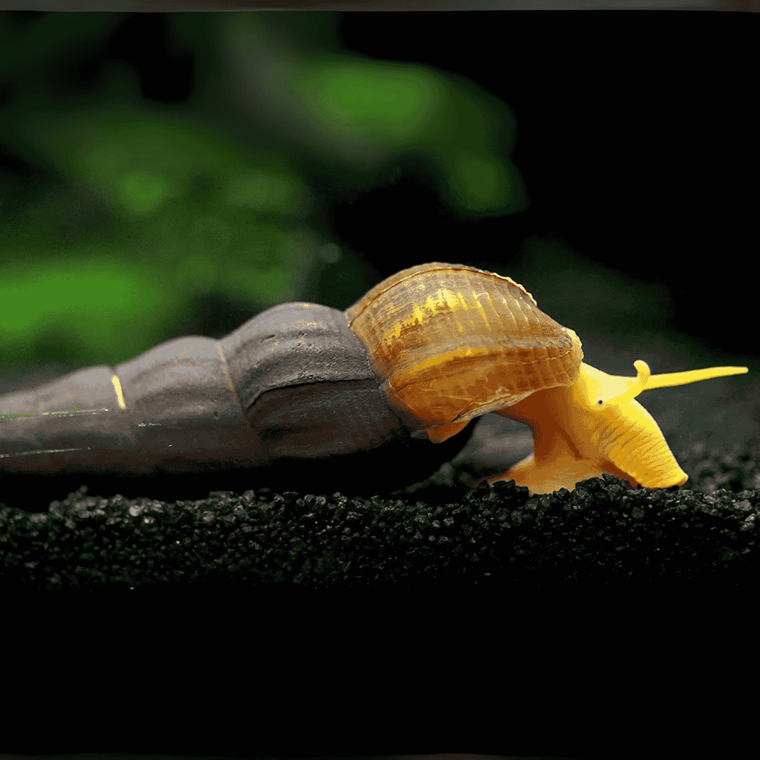 ರಾಯಲ್ ಬ್ರೀಡಿಂಗ್ ಫೀಡ್ ಗಪ್ಪಿ 22 ಗ್ರಾಂ ಡ್ರೈ ಯಂಗ್