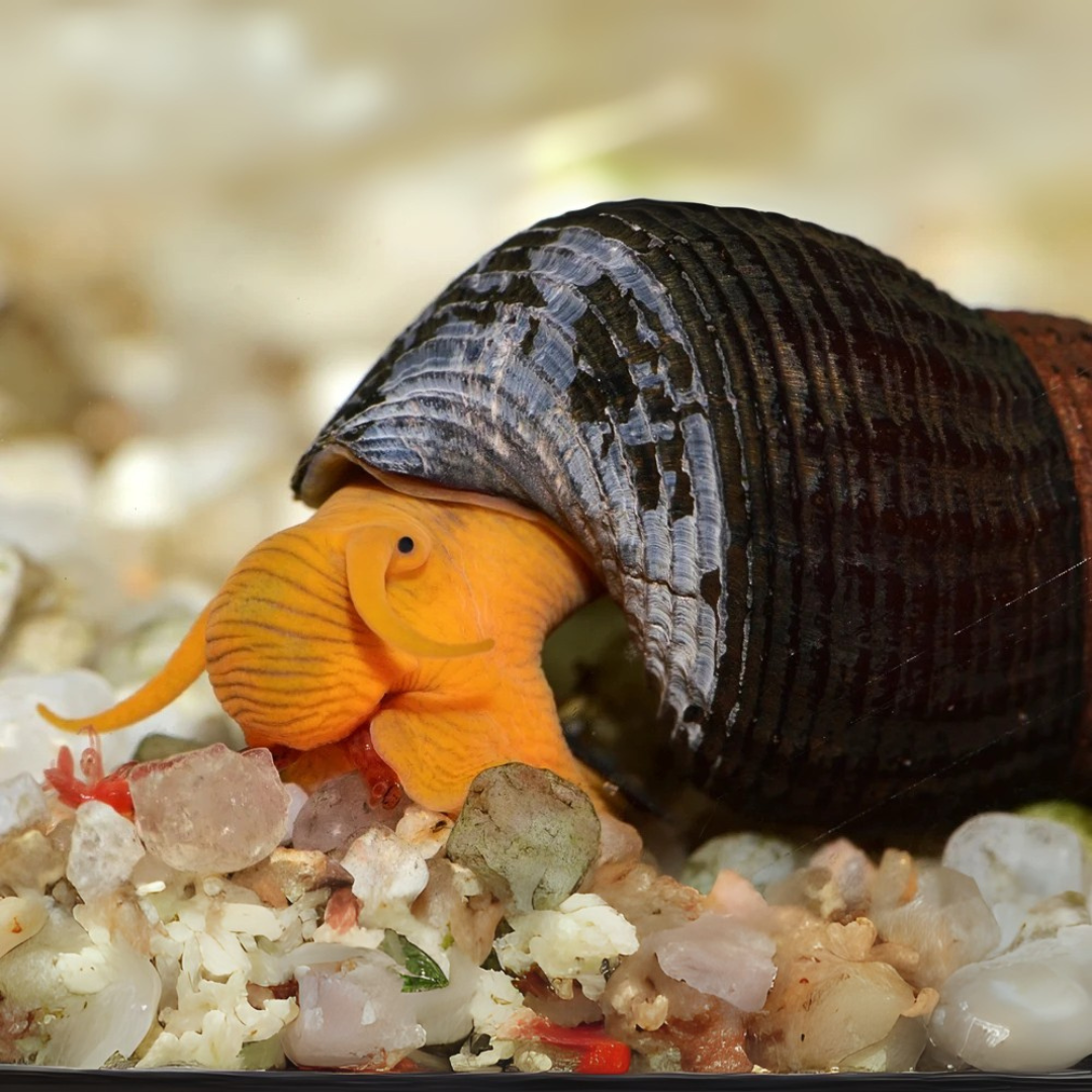 ರಾಯಲ್ ಬ್ರೀಡಿಂಗ್ ಫೀಡ್ ಗಪ್ಪಿ 22 ಗ್ರಾಂ ಡ್ರೈ ಯಂಗ್