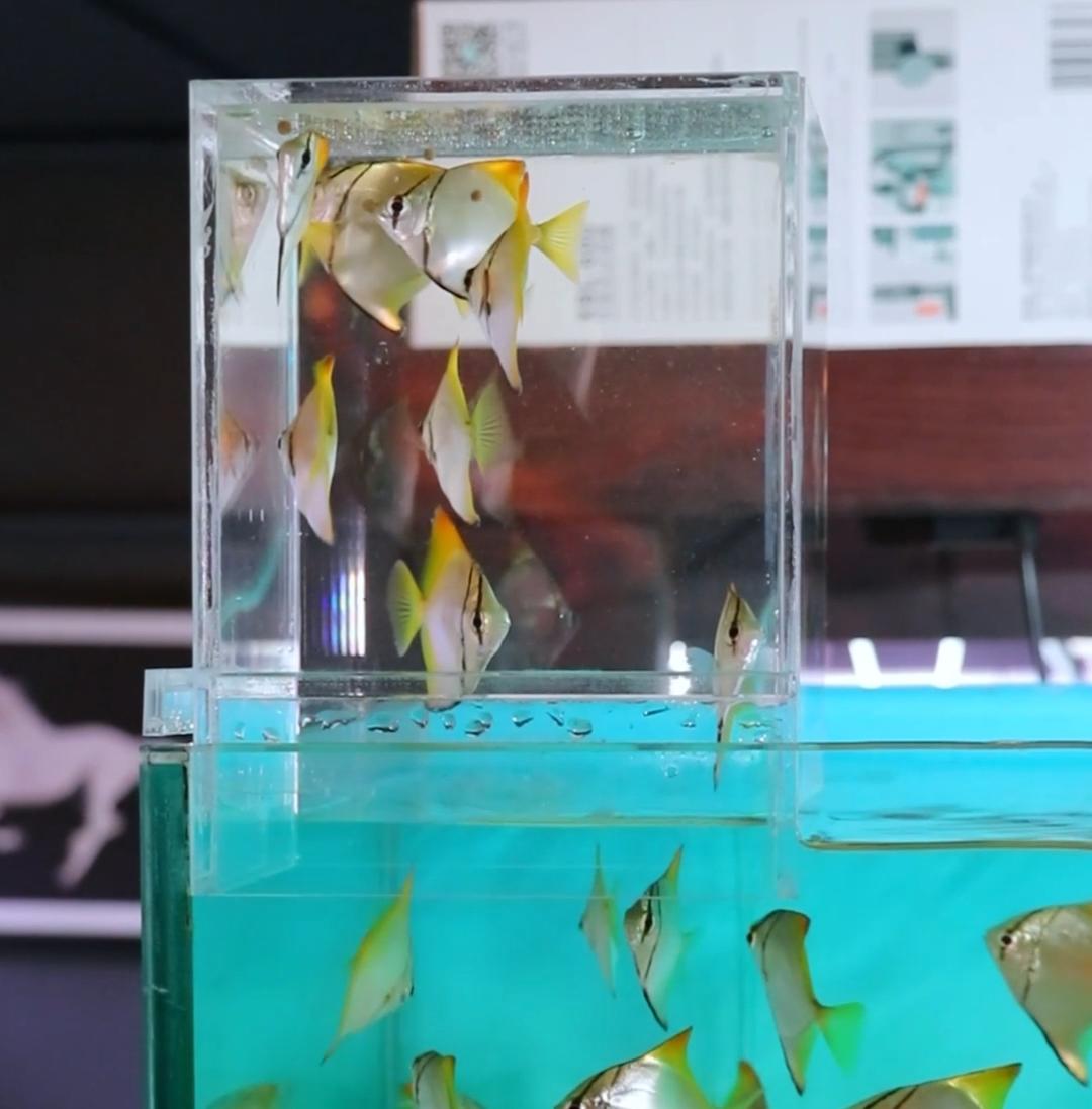 Aquarium CAP-12 Tower Tank