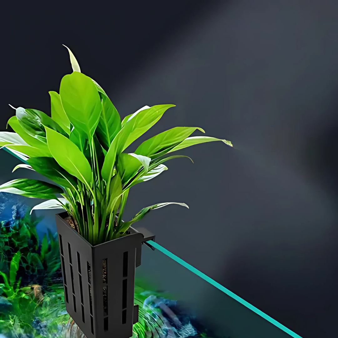 ಹೋಪರ್ ನೆಟ್ಟ ಅಕ್ವೇರಿಯಂ ಕತ್ತರಿ