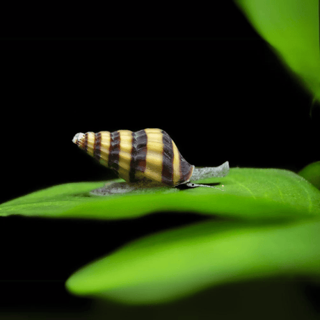 Snail Eater Assassin Snails (Juvenile ) | Single