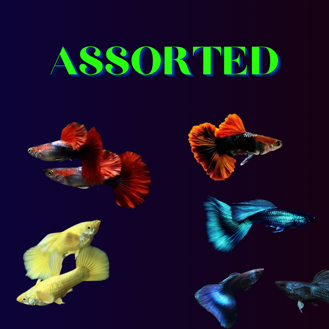 Live Fish Guppy Assorted (Pair) = HB Red Rose | Blue Green Mosco┃Full Gold