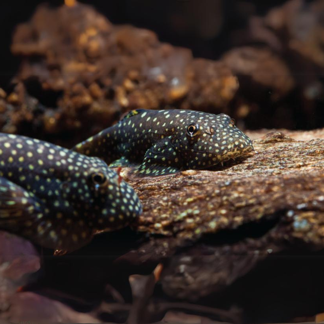 Live Fish Algae Eater Borneo Sucker Loach | Single