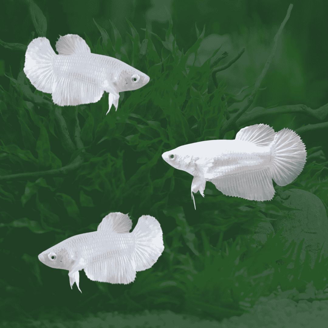 ಹೆಣ್ಣು ಬೆಟ್ಟ ಮೀನು ವಯಸ್ಕ | ಏಕ