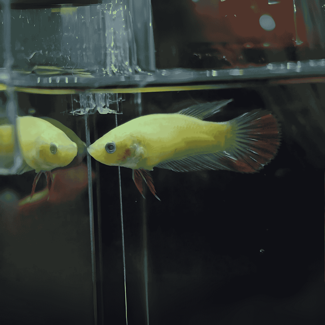 Betta Fluorescent Green Plakat Semi-Adult