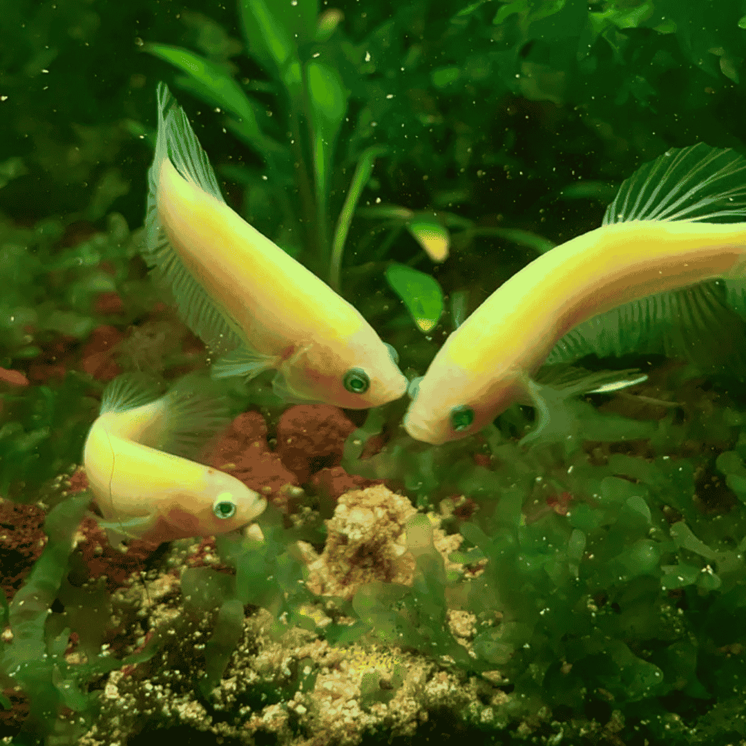 Betta Fluorescent Green Plakat Semi-Adult