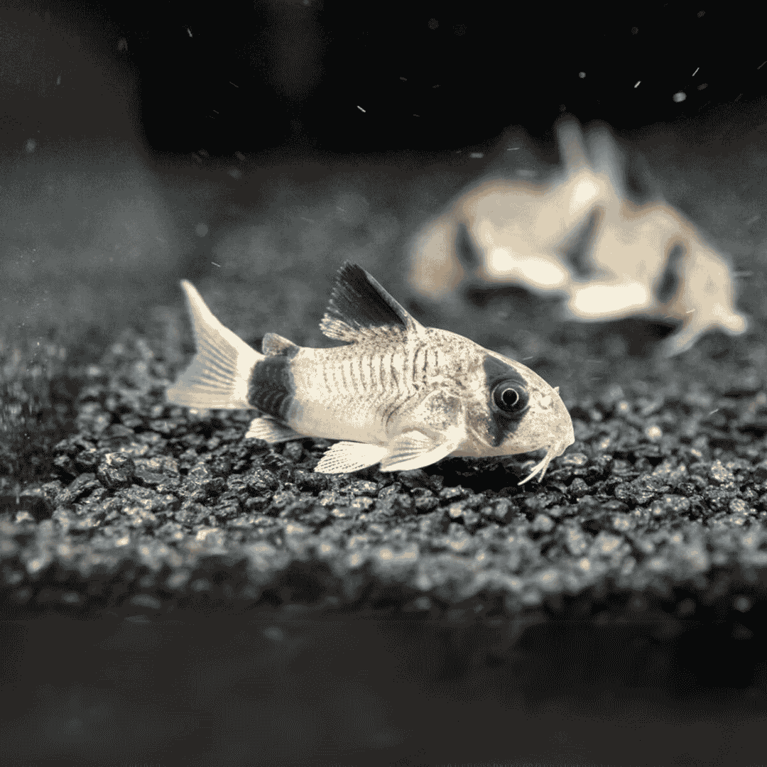 Bottom Dweller Panda Cory | Single