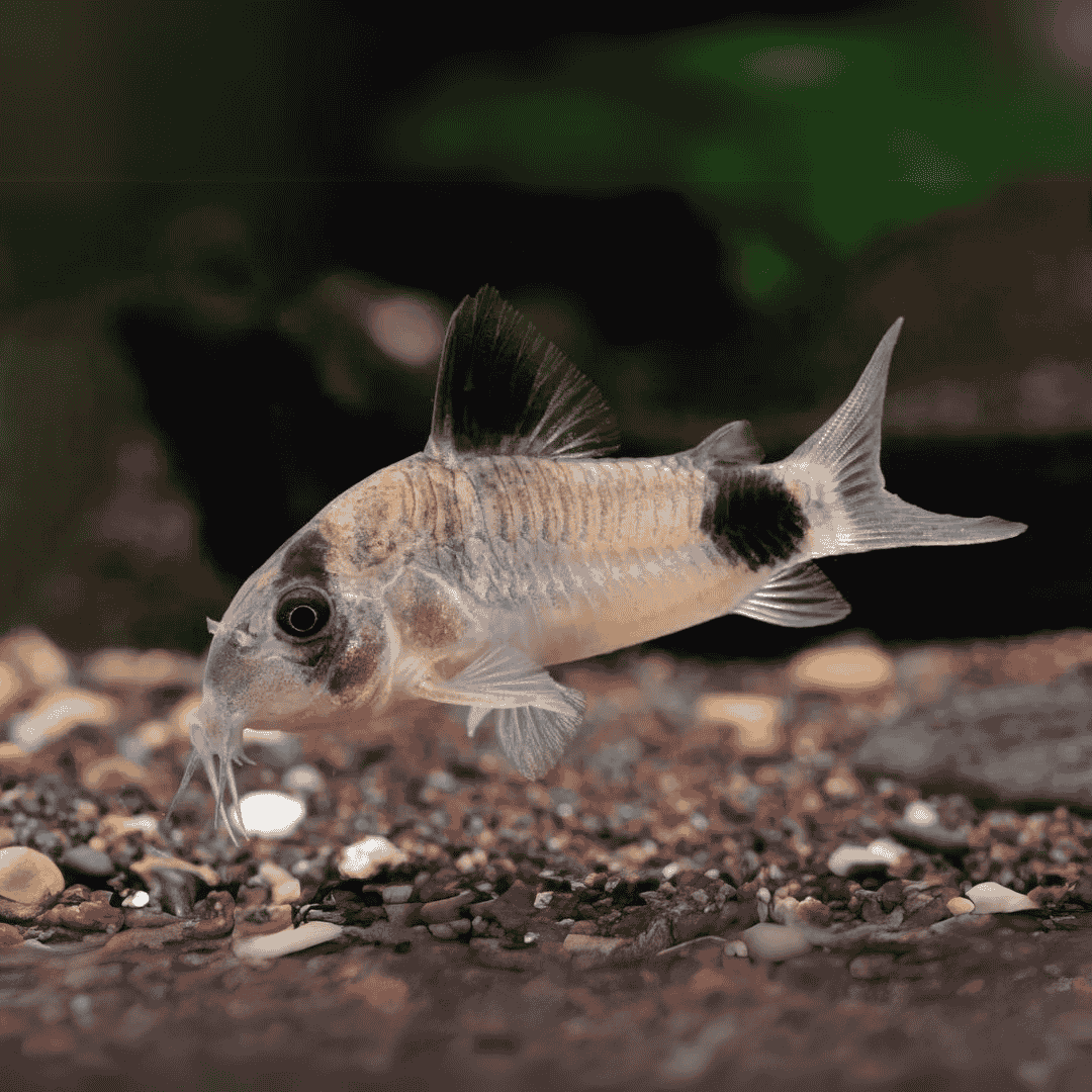 Bottom Dweller Panda Cory | Single