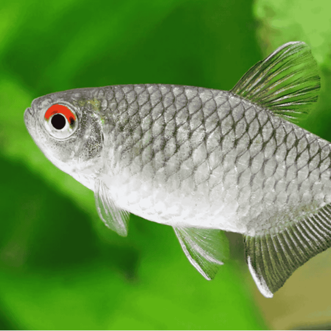 ರೆಡ್ ಐ ಬ್ಯೂನಸ್ ಟೆಟ್ರಾ | ಏಕ