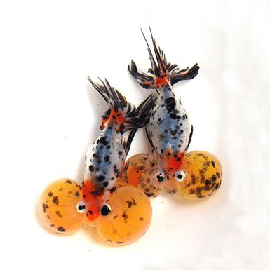 Calico Bubble Eye Gold Fish (2-2.5 Inches) | Single