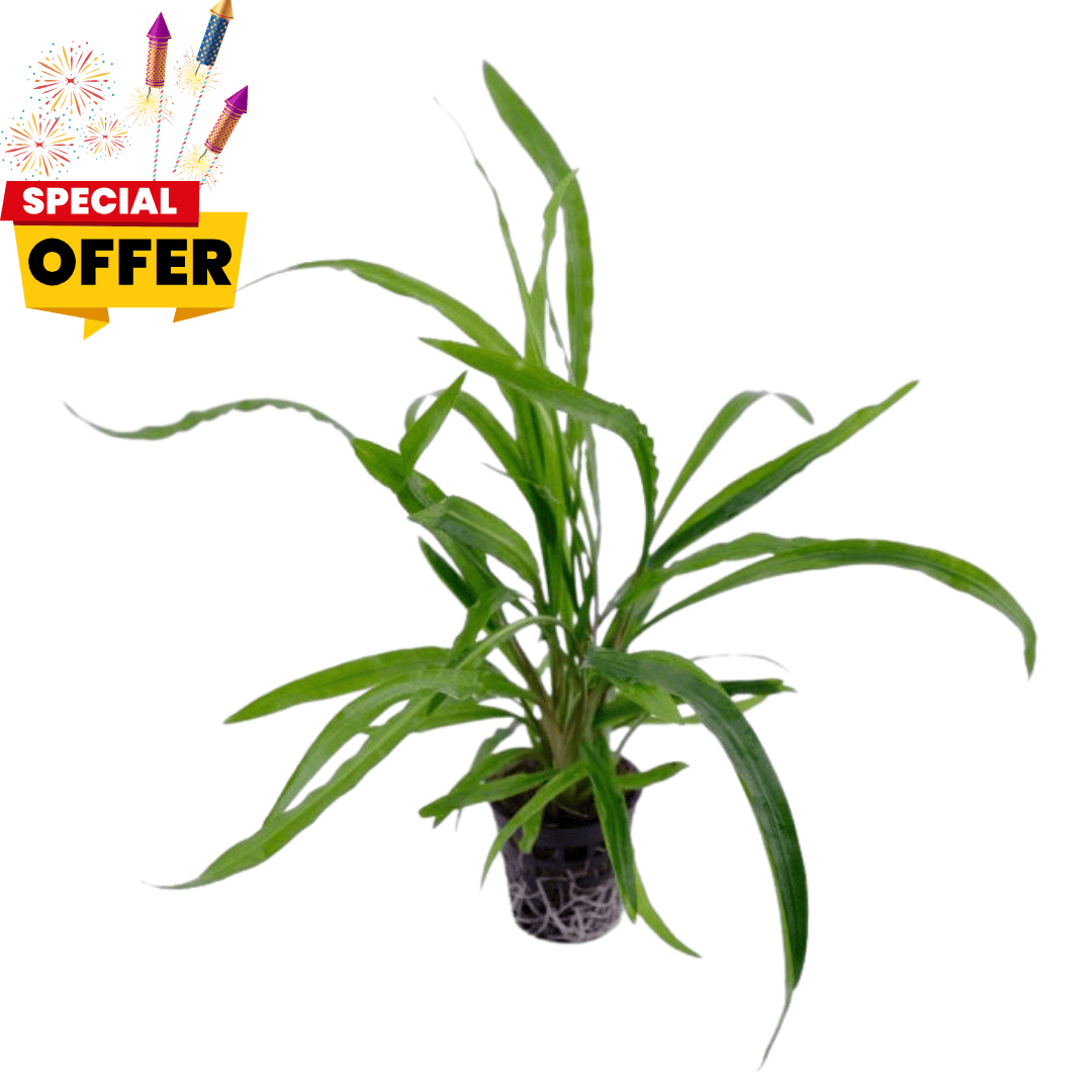 Cryptocoryne spiralis | Pot Live Plant (Offer)